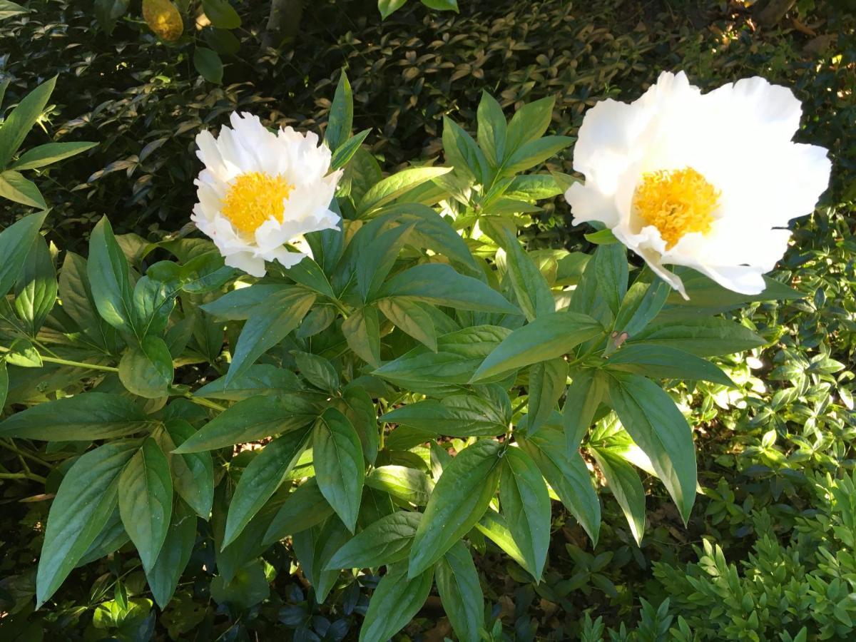 דירות סאן דונאטו מילאנזה House&Garden מראה חיצוני תמונה